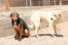 GERVASO, Hund, Mischlingshund in Italien - Bild 4