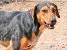 GERVASO, Hund, Mischlingshund in Italien - Bild 5