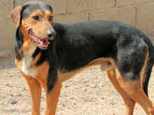 GERVASO, Hund, Mischlingshund in Italien - Bild 6