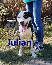 JULIAN, Hund, Mischlingshund in Bulgarien - Bild 1