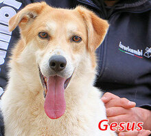 GESUS, Hund, Mischlingshund in Italien - Bild 1