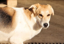 GESUS, Hund, Mischlingshund in Italien - Bild 14