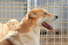 GESUS, Hund, Mischlingshund in Italien - Bild 2
