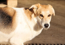 GESUS, Hund, Mischlingshund in Italien - Bild 23