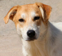 GESUS, Hund, Mischlingshund in Italien - Bild 24