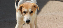 GESUS, Hund, Mischlingshund in Italien - Bild 25