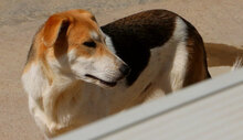 GESUS, Hund, Mischlingshund in Italien - Bild 26