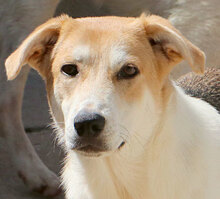 GESUS, Hund, Mischlingshund in Italien - Bild 27