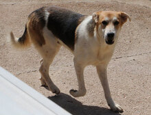 GESUS, Hund, Mischlingshund in Italien - Bild 28