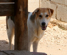 GESUS, Hund, Mischlingshund in Italien - Bild 29