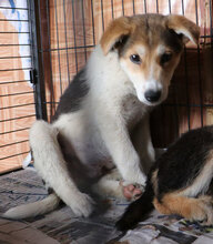 GESUS, Hund, Mischlingshund in Italien - Bild 30
