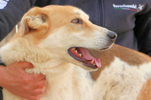 GESUS, Hund, Mischlingshund in Italien - Bild 4