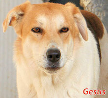 GESUS, Hund, Mischlingshund in Italien - Bild 5