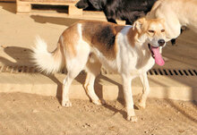 GESUS, Hund, Mischlingshund in Italien - Bild 6