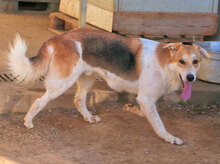 GESUS, Hund, Mischlingshund in Italien - Bild 9