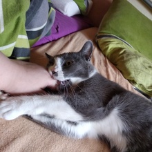 LIV, Katze, Europäisch Kurzhaar in Bad Rappenau - Bild 12