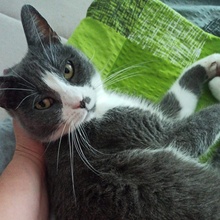 LIV, Katze, Europäisch Kurzhaar in Bad Rappenau - Bild 14