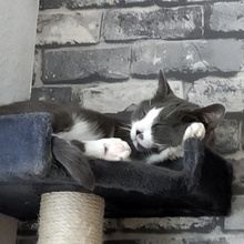 LIV, Katze, Europäisch Kurzhaar in Bad Rappenau - Bild 19