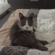 LIV, Katze, Europäisch Kurzhaar in Bad Rappenau - Bild 20