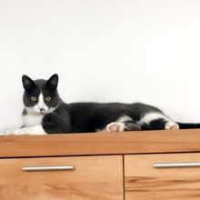 LIV, Katze, Europäisch Kurzhaar in Bad Rappenau - Bild 4