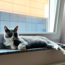 LIV, Katze, Europäisch Kurzhaar in Bad Rappenau - Bild 5