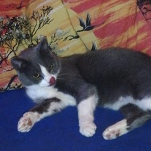 LIV, Katze, Europäisch Kurzhaar in Bad Rappenau - Bild 7