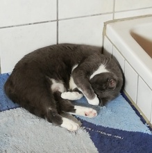 LIV, Katze, Europäisch Kurzhaar in Bad Rappenau - Bild 8