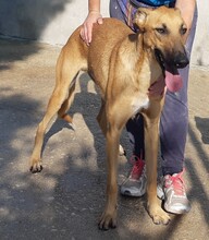 PABLO, Hund, Mischlingshund in Spanien - Bild 10