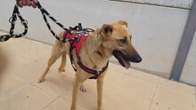 PABLO, Hund, Mischlingshund in Spanien - Bild 11