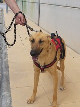PABLO, Hund, Mischlingshund in Spanien - Bild 12