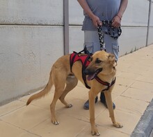PABLO, Hund, Mischlingshund in Spanien - Bild 13