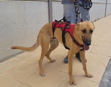 PABLO, Hund, Mischlingshund in Spanien - Bild 14