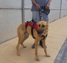 PABLO, Hund, Mischlingshund in Spanien - Bild 15