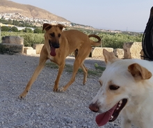 PABLO, Hund, Mischlingshund in Spanien - Bild 2