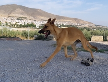 PABLO, Hund, Mischlingshund in Spanien - Bild 3
