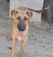 PABLO, Hund, Mischlingshund in Spanien - Bild 4
