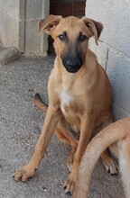 PABLO, Hund, Mischlingshund in Spanien - Bild 5