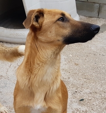 PABLO, Hund, Mischlingshund in Spanien - Bild 6