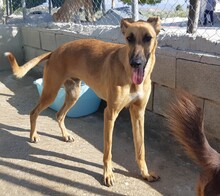 PABLO, Hund, Mischlingshund in Spanien - Bild 7