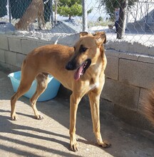 PABLO, Hund, Mischlingshund in Spanien - Bild 8