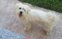 TOBI, Hund, Malteser in Bosnien und Herzegowina - Bild 1