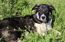 DANCA, Hund, Mischlingshund in Griechenland - Bild 12