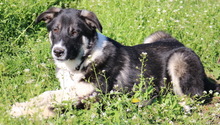 DANCA, Hund, Mischlingshund in Griechenland - Bild 14
