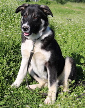 DANCA, Hund, Mischlingshund in Griechenland - Bild 15