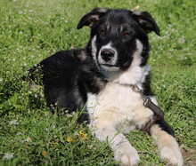 DANCA, Hund, Mischlingshund in Griechenland - Bild 16