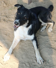 DANCA, Hund, Mischlingshund in Griechenland - Bild 19