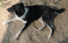 DANCA, Hund, Mischlingshund in Griechenland - Bild 20
