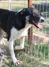 DANCA, Hund, Mischlingshund in Griechenland - Bild 23