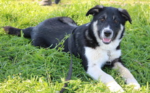 DANCA, Hund, Mischlingshund in Griechenland - Bild 9