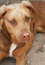 ALINA, Hund, Mischlingshund in Portugal - Bild 2